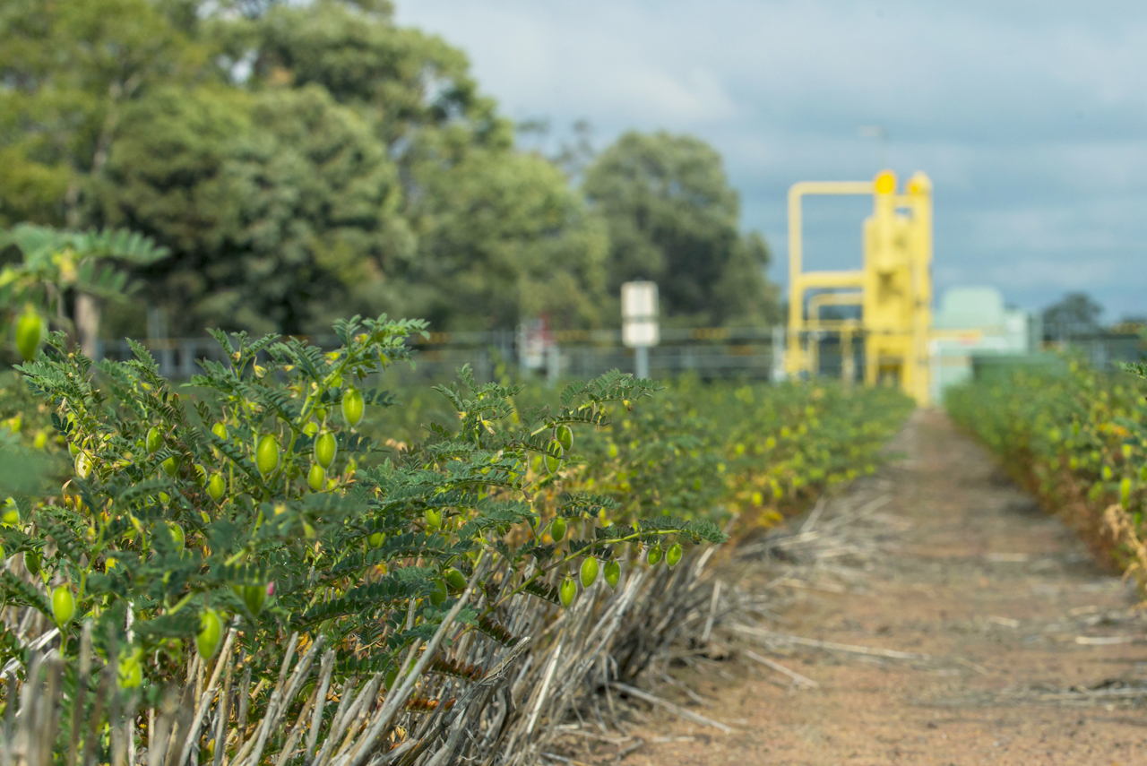 chickpeas_gas_well_1280x855