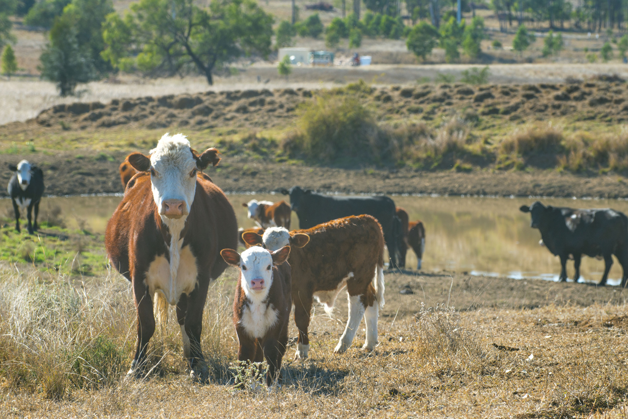 cows_gas_well_1280x855
