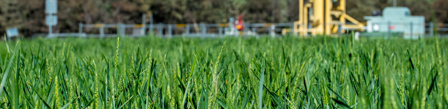 gas_green_field_1440x350