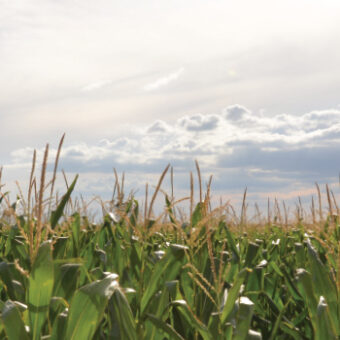 wheat_field_1440x350