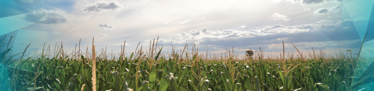 wheat_field_1440x350