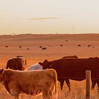 wind_farm_cows_1440x350