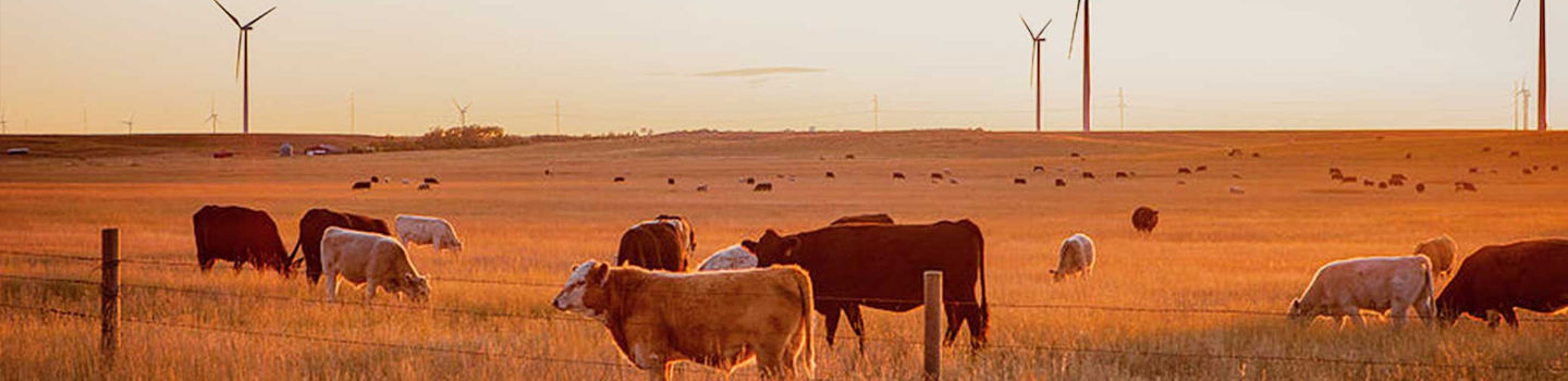 wind_farm_cows_1440x350