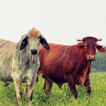 livestock_farm_1440x350