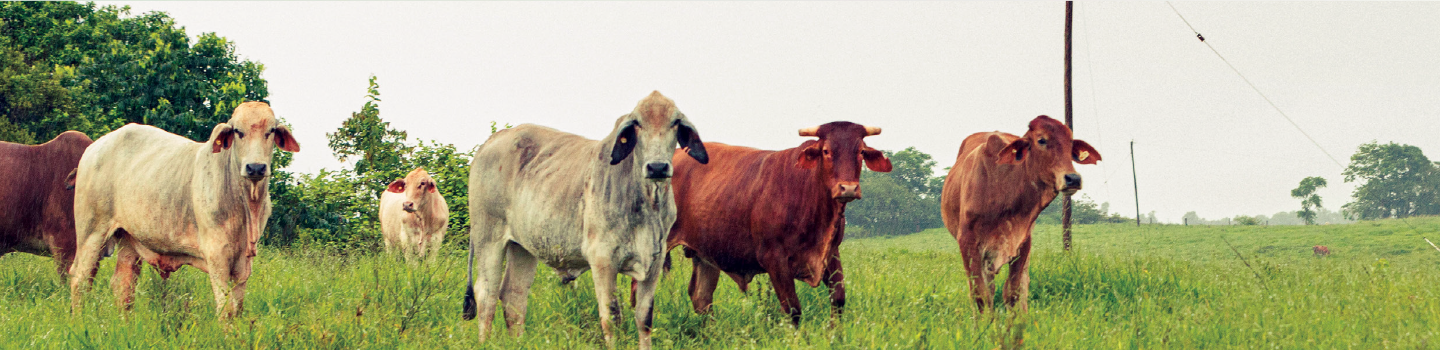 livestock_farm_1440x350